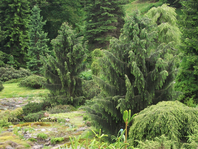 Picea breweriana 